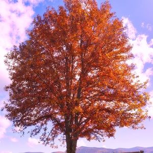 Meet your Posher, Svetlana